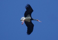 Schwarzstorch (Black Stork, Ciconia nigra)