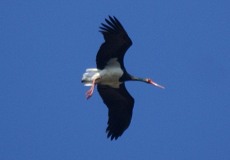 Schwarzstorch (Black Stork, Ciconia nigra)
