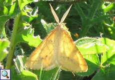 Semiaspilates ochrearia (kein deutscher Name, Yellow Belle)