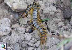 Riesenläufer (Scolopendra, Scolopendra sp.)