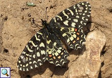 Spanischer Osterluzeifalter (Spanish Festoon, Zerynthia rumina)