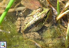 Spanischer Wasserfrosch (Perez's Frog, Rana perezi)