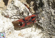 Bodenwanze (Bug, Spilostethus pandurus)