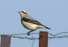 Männlicher Steinschmätzer (Northern Wheatear, Oenanthe oenanthe)