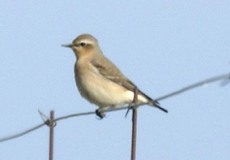 Weiblicher Steinschmätzer (Northern Wheatear, Oenanthe oenanthe)