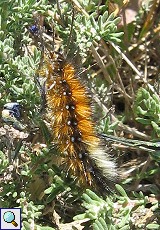 Raupe des Bärenspinners (Woolly Bear, Ocnogyna baetica)