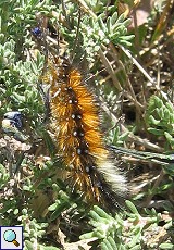 Raupe des Bärenspinners (Woolly Bear, Ocnogyna baetica)