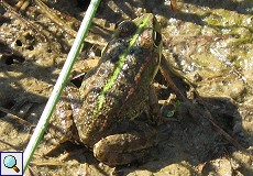 Spanischer Wasserfrosch (Perez's Frog, Rana perezi)