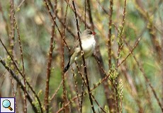 Tigerfink (Reed Avadavat oder Strawberry Finch, Amandava amandava)