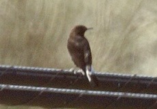 Trauersteinschmätzer (Black Wheatear, Oenanthe leucura)