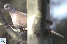 Türkentaube (Collared Dove, Streptopelia decaocto)