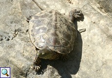 Spanische Wasserschildkröte (Stripe-necked Terrapin, Mauremys leprosa)