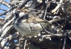 Männlicher Weidensperling (Spanish Sparrow, Passer hispaniolensis)
