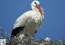 Weißstorch (White Stork, Ciconia ciconia)