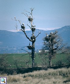 Weißstorch (White Stork, Ciconia ciconia)