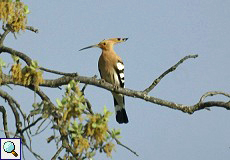 Wiedehopf (Common Hoopoe, Upupa epops epops)