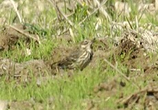 Wiesenpieper (Meadow Pipit, Anthus pratensis)