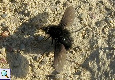 Wollschweber (Bee-fly, Bombylius sp.)
