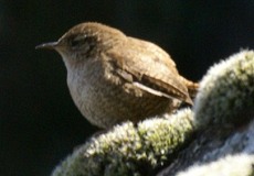 Zaunkönig (Eurasian Wren, Troglodytes troglodytes)