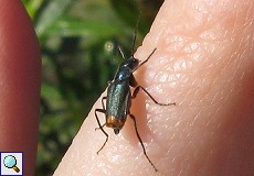 Zweifleckiger Zipfelkäfer (Common Malachite Beetle, Malachius bipustulatus)