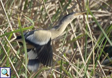 Zwergdommel (Little Bittern, Ixobrychus minutus)