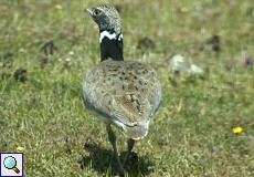 Männliche Zwergtrappe (Little Bustard, Tetrax tetrax)