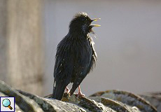 Singender Einfarbstar (Sturnus unicolor) in Trujillo