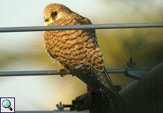 Weiblicher Rötelfalke (Falco naumanni) in Trujillo