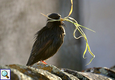 Einfarbstar (Sturnus unicolor) mit Nistmaterial in Trujillo