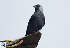 Dohle (Corvus monedula) in Trujillo