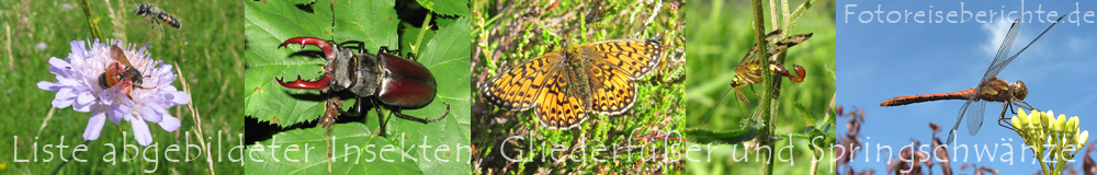 Fotoreiseberichte.de - Abgebildete Insekten-, Springschwanz- und Gliederfüßerarten