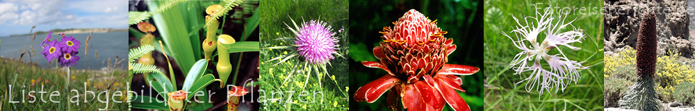 Fotoreiseberichte.de - Abgebildete Pflanzen