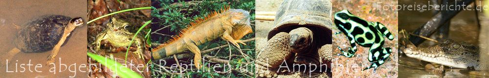 Fotoreiseberichte.de - Abgebildete Reptilien und Amphibien