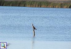 Kormoran (Phalacrocorax carbo carbo) auf einer der Kleipütten