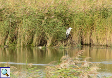 Graureiher (Ardea cinerea cinerea) am Ufer einer Kleipütte
