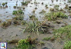 Salz-Schlickgras (Spartina anglica) und Europäischer Queller (Salicornia europaea agg.) wachsen in der Gezeitenzone