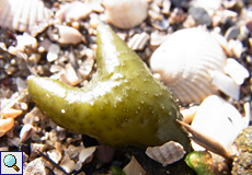 Ein Stück Spiraltang (Fucus spiralis) am Strand