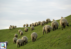 Schafe gehören zu den leicht zu beobachtenden Tieren im Naturschutzgebiet