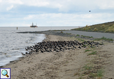 Austernfischer (Haematopus ostralegus) rasten am Strand