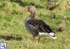 Graugans (Anser anser) im Naturschutzgebiet