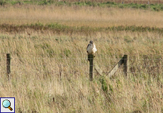 Mäusebussard (Buteo buteo) überblickt das Gräsermeer