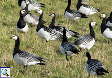 Weißwangengänse (Branta leucopsis) auf einer Wiese