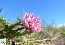 Wiesen-Klee (Red Clover, Trifolium pratense)