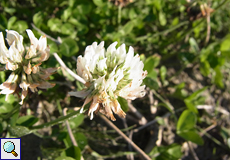 Weiß-Klee (White Clover, Trifolium repens)