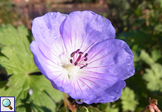 Wiesen-Storchschnabel (Meadow Cranesbill, Geranium pratense)