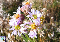 Strand-Aster (Sea Aster, Tripolium pannonicum)