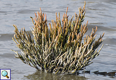 Europäischer Queller (Glasswort, Salicornia europaea agg.)
