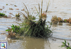 Salz-Schlickgras (Common Cordgrass, Spartina anglica)