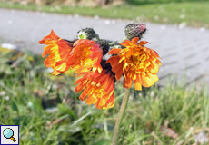 Orangerotes Habichtskraut (Orange Hawkweed, Pilosella aurantiaca)