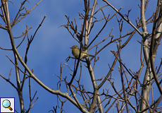 Weiblicher Buchfink (Chaffinch, Fringilla coelebs)